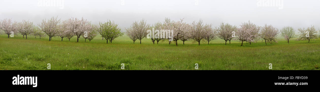 blühende Obstbäume auf der Wiese Stockfoto