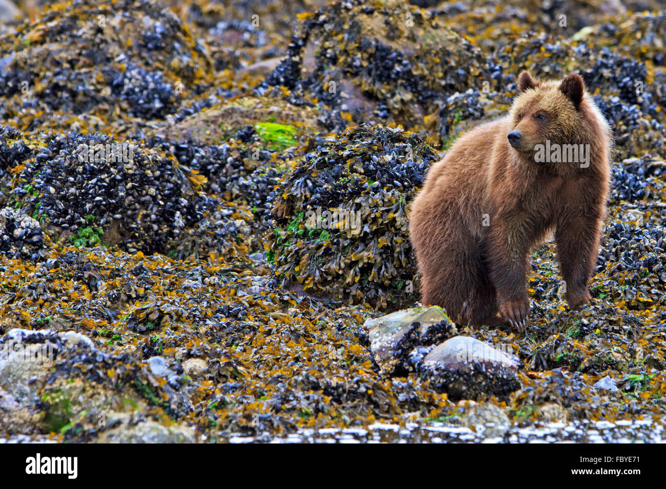 Coastal Grizzly Bear Cub Nahrungssuche bei Ebbe auf dem Festland British Columbia in Kanada Stockfoto