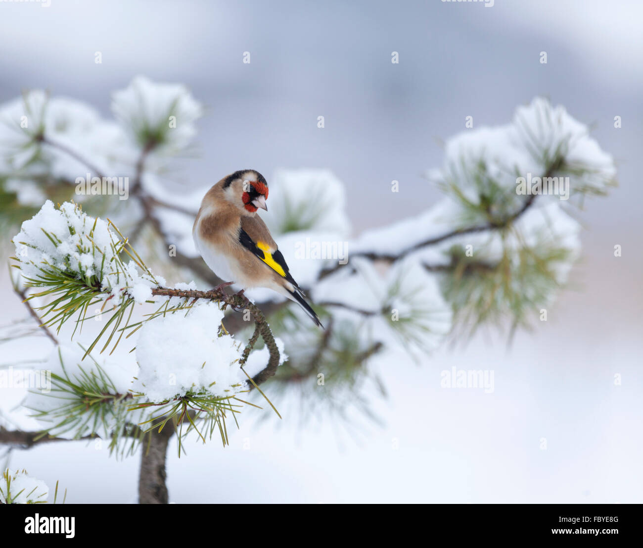 Europäische Stieglitz, Zuchtjahr Zuchtjahr, thront auf einem verschneiten Nadelbaum-Baum mit einem winterlichen defokussierten Hintergrund. Schottland, Großbritannien Stockfoto