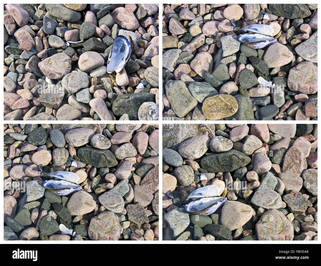 rosa Granitfelsen und Muscheln Stockfoto