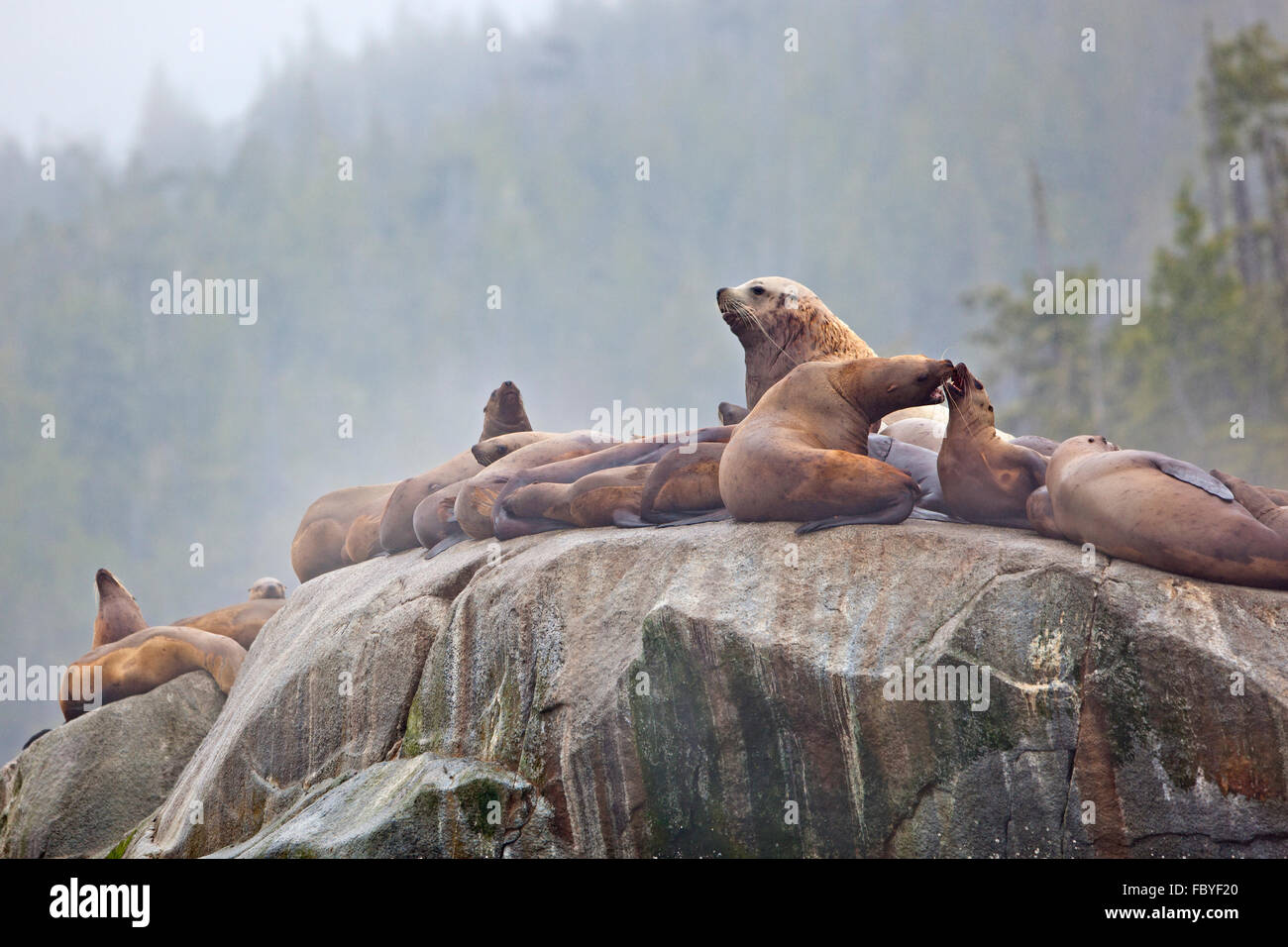 Steller Seelöwen (Eumetopias Jubatus, aka nördlichen Seelöwe) ruht auf einem Felsen entlang der Great Bear Rainforest an der britischen C Stockfoto