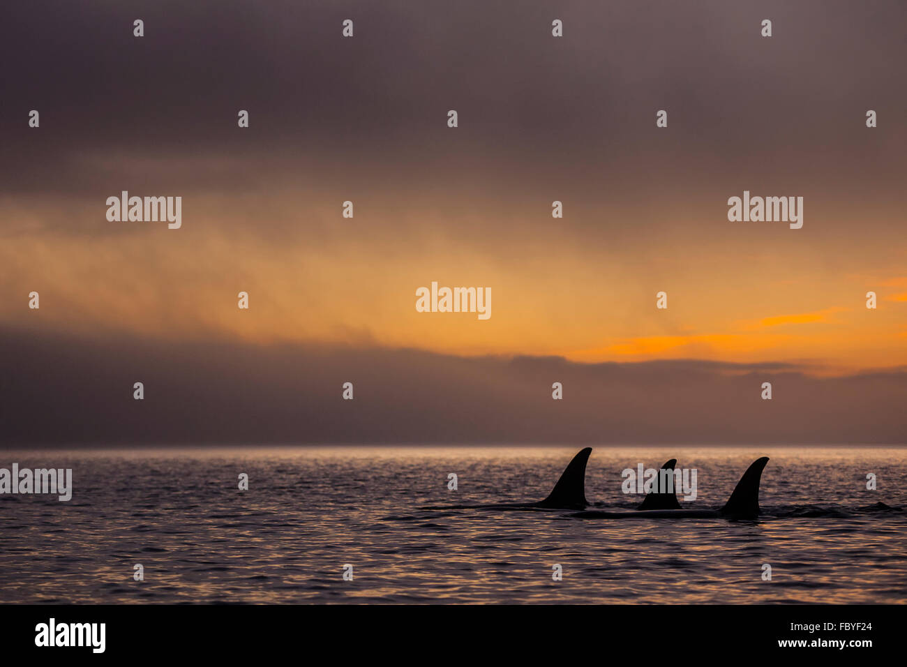 Gruppe von 3 resident Killerwal Körperregionen in der Johnstone Strait während ein buntes Sonnenuntergang, Britisch-Kolumbien, Kanada Stockfoto