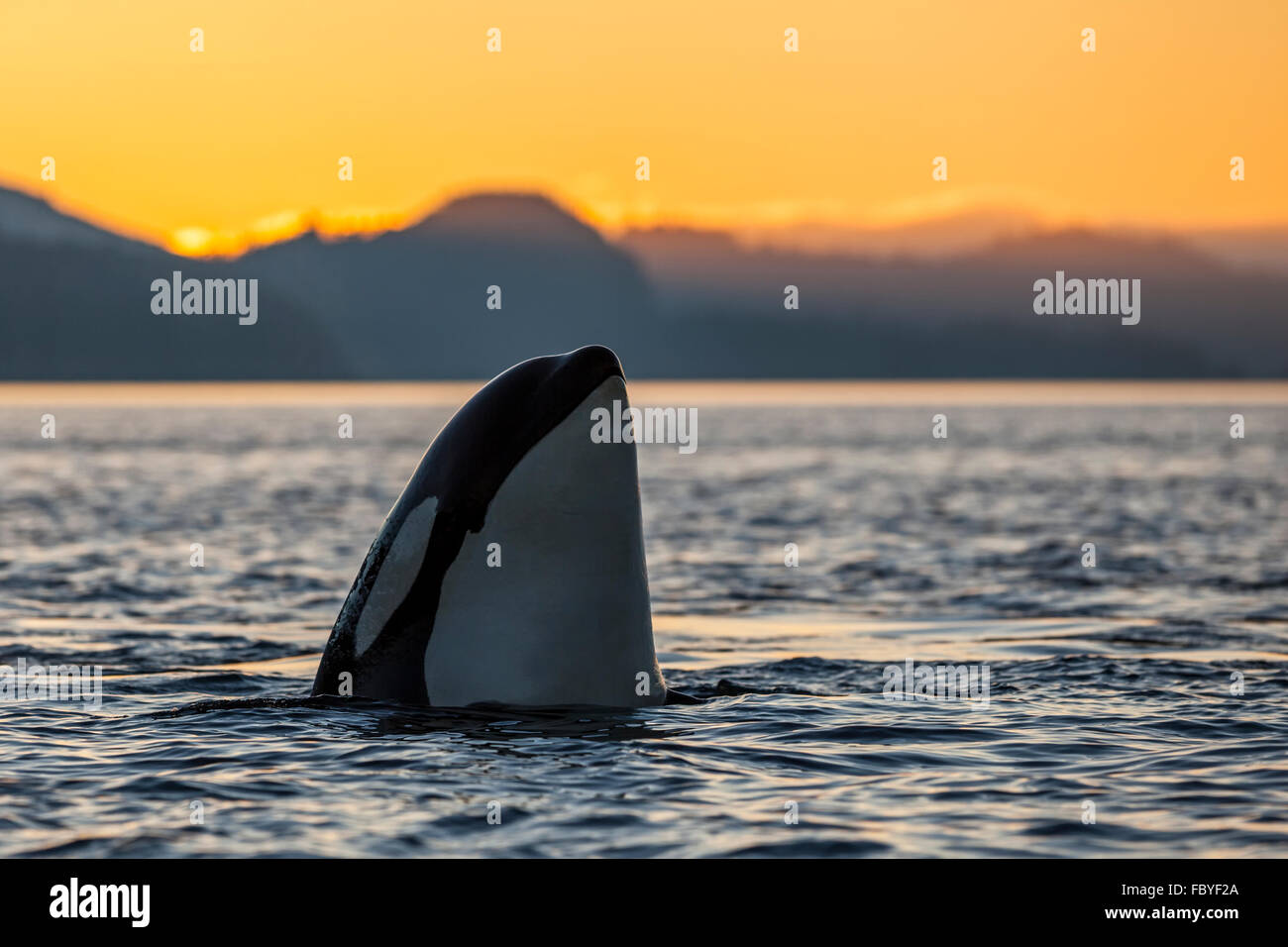 Resident Killer Wal (Orcinus Orca) falsch während des Sonnenuntergangs in der Johnstone Strait in British Columbia, Kanada. Stockfoto