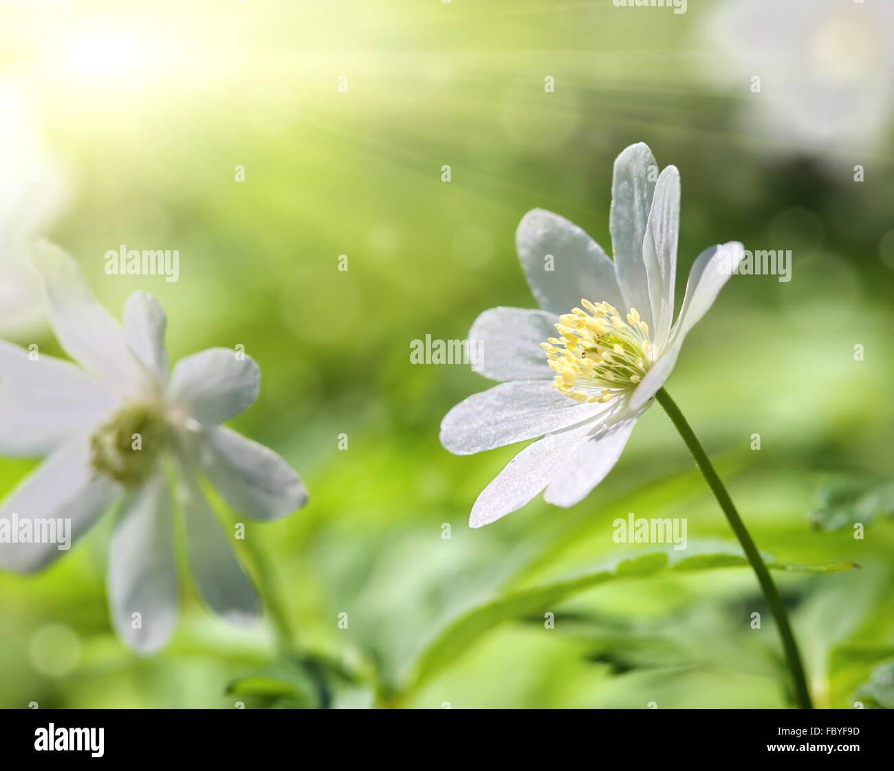 weiße Anemone Blume Makro Stockfoto
