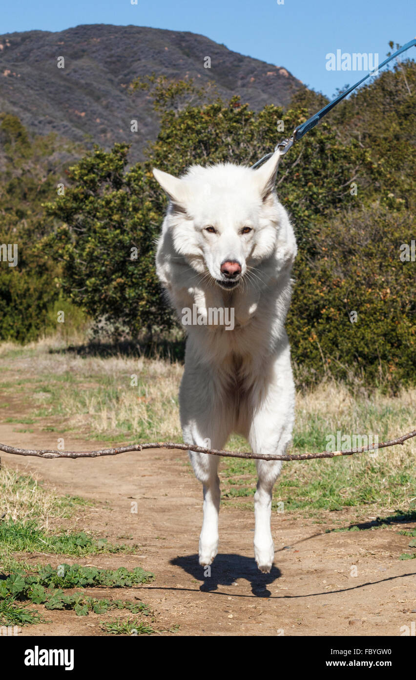 Weiße Schäferhund Louvre Stockfoto