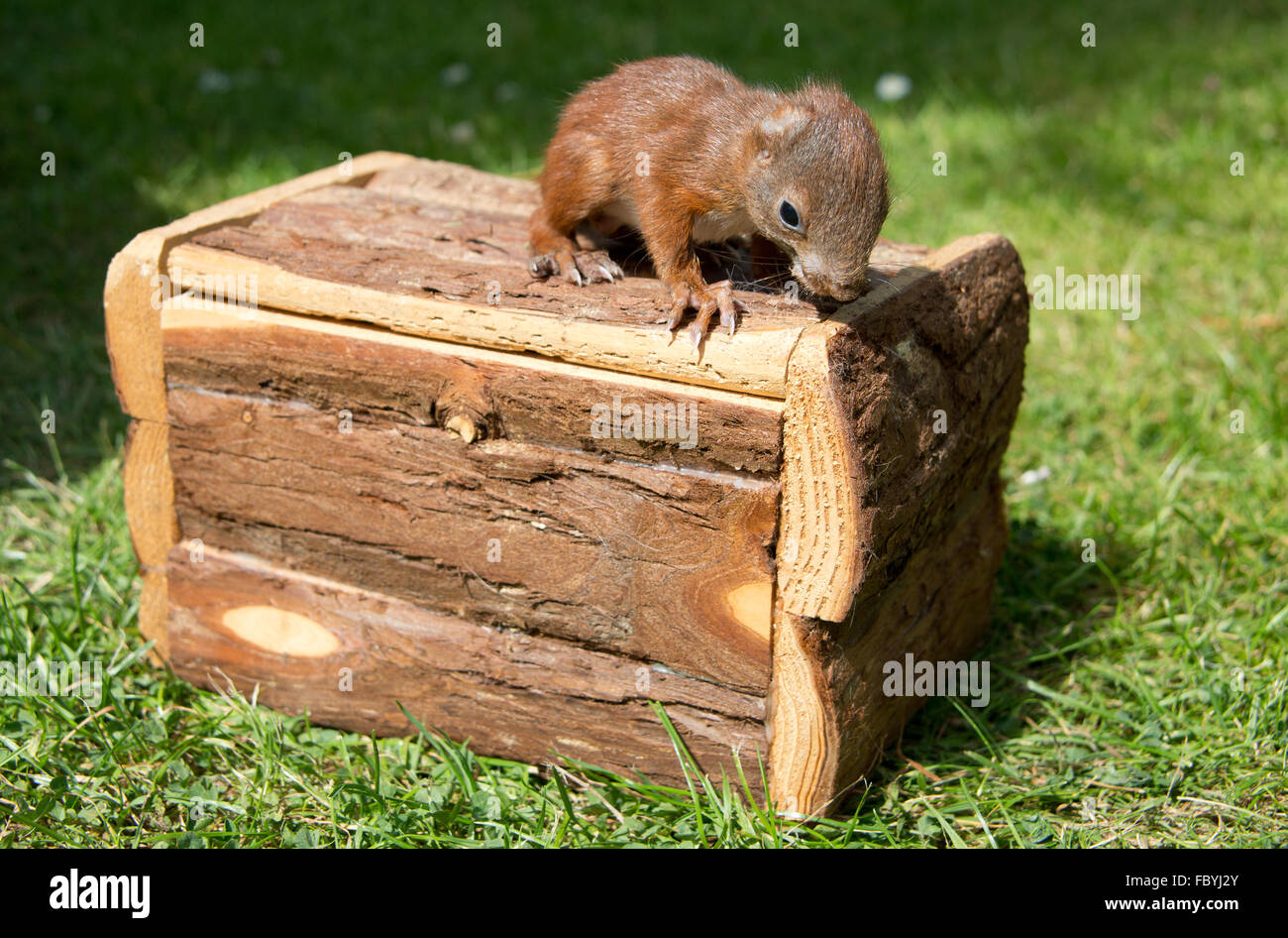 Eichhörnchen-Baby 1 Stockfoto