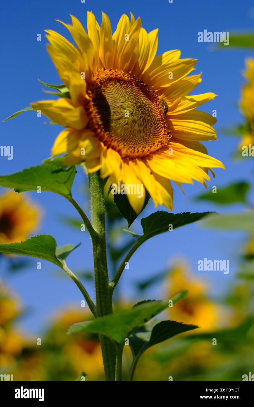 Sonnenblume Stockfoto