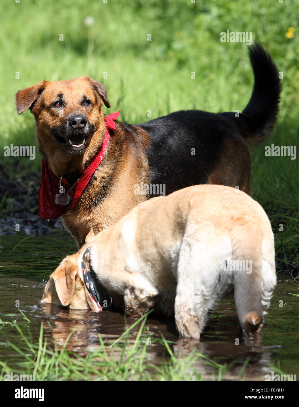 Hunde im Schlamm Stockfoto