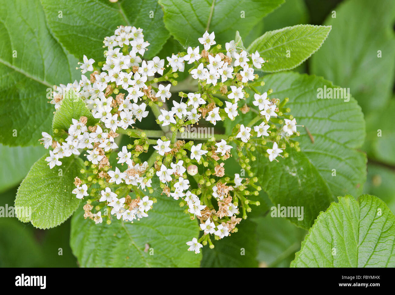 Strauch mit kleinen weißen Blüten Stockfoto