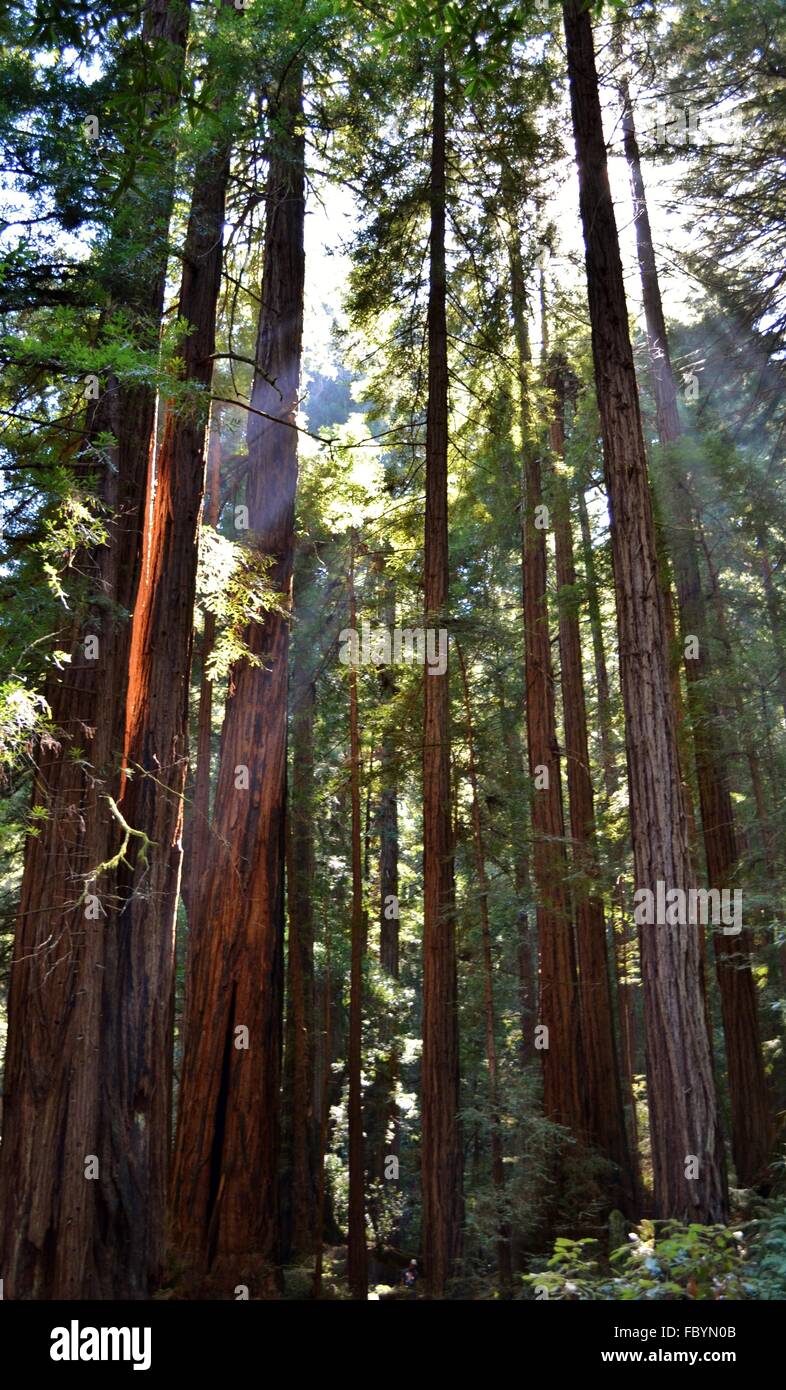 Redwoods in Muir Woods National Park in Kalifornien Stockfoto