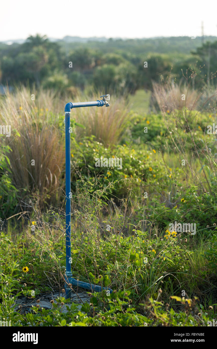 Wasserhahn Hahn und blaue Wasserpfeife in der vegetation Stockfoto