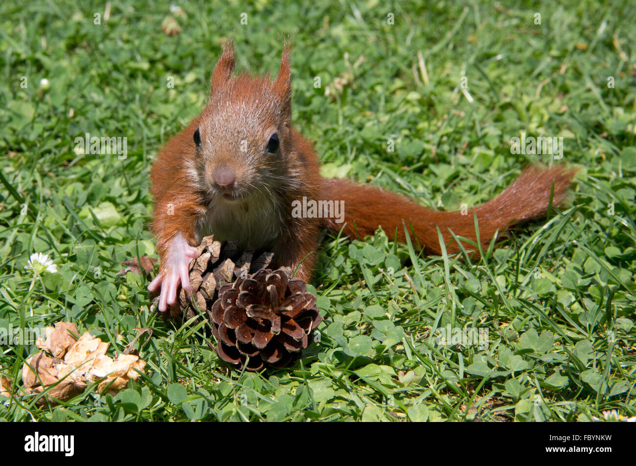 junge Eichhörnchen Stockfoto