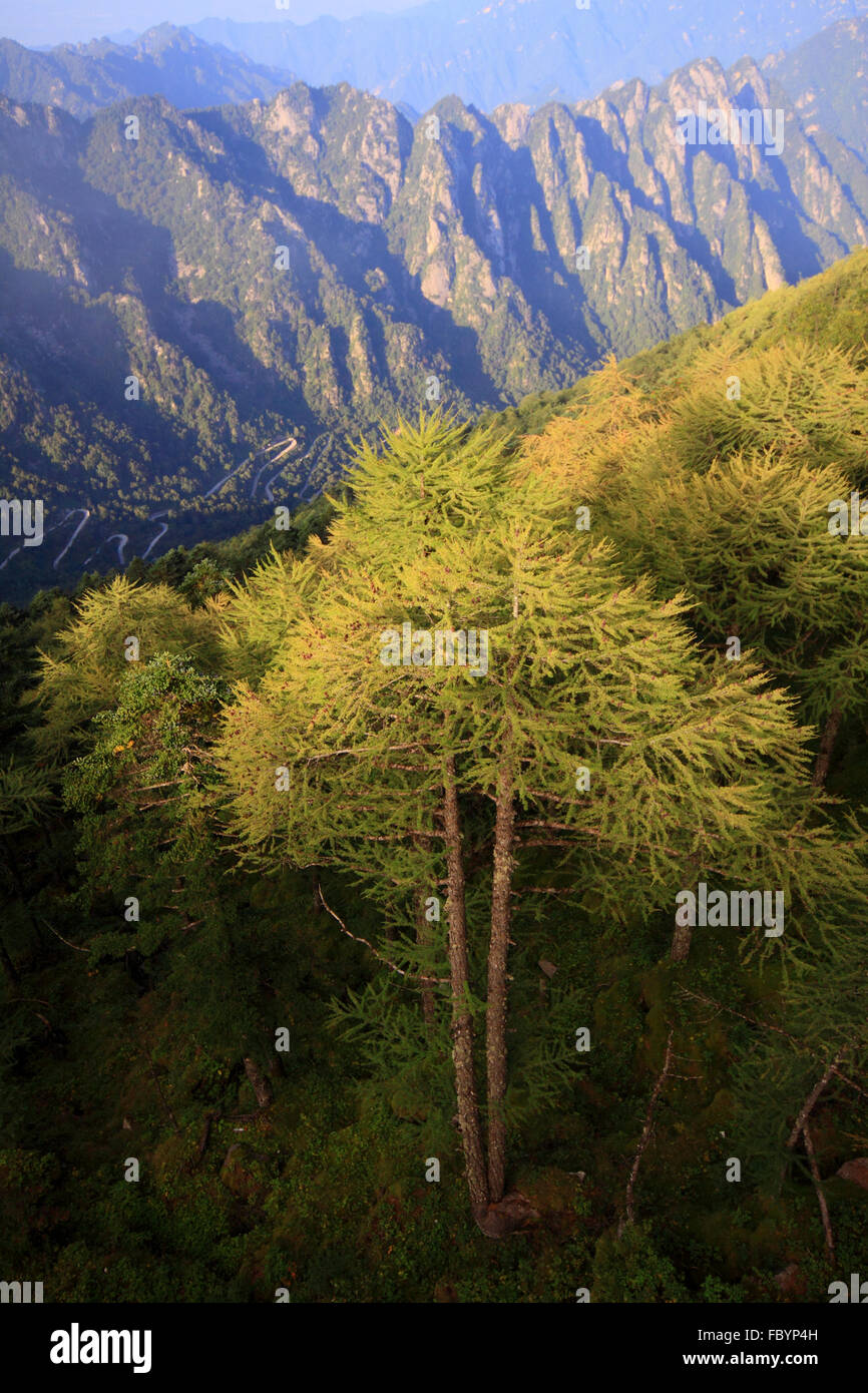 Shanxi Provinz Qinling Wald Stadt Larix Chinensis in Schutzgebieten Stockfoto