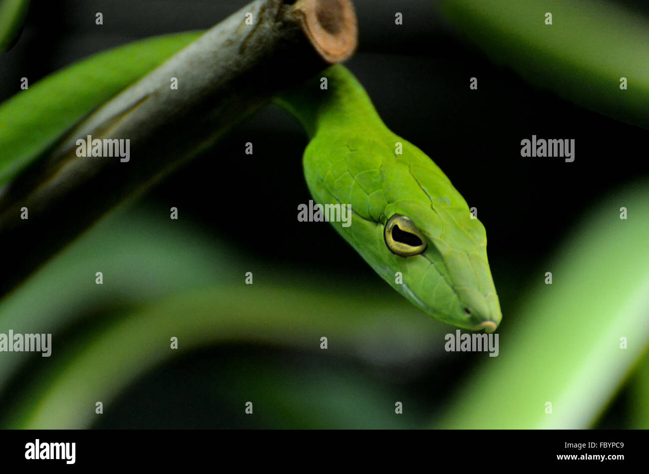 Die grüne Ranke Schlange (Ahaetulla Nasuta), ein Reptil in tropischen Bäumen gefunden. Stockfoto