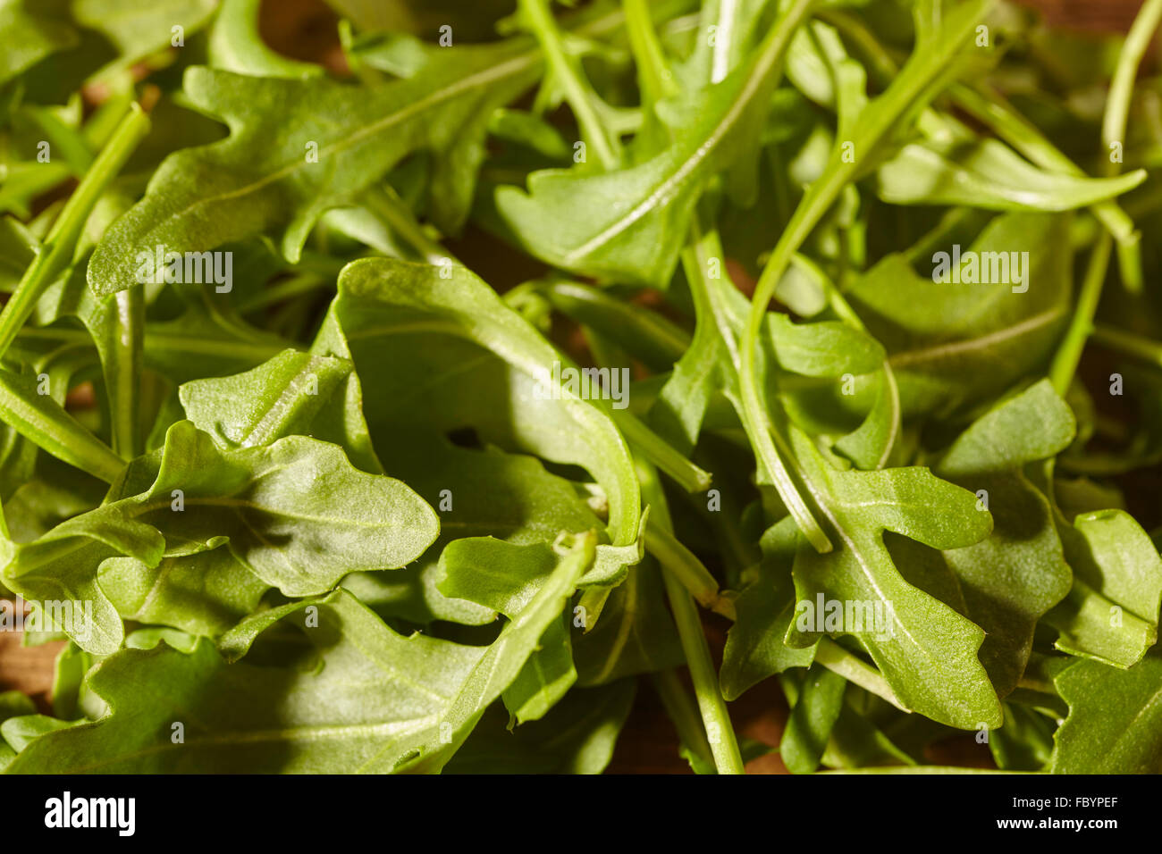 frische Baby besuchte Salat Stockfoto
