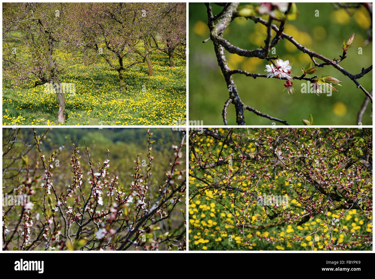 Blüte der Marillen Stockfoto