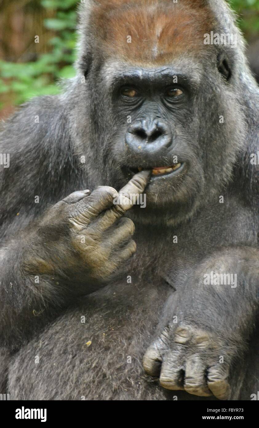 Porträt von einem afrikanischen Gorilla Stockfoto
