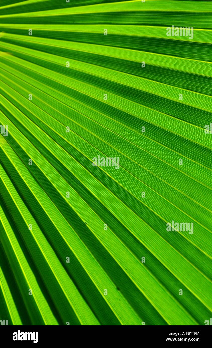 Geometrische Muster durch die eckige Blätter von einem Palmwedel erstellt. Stockfoto