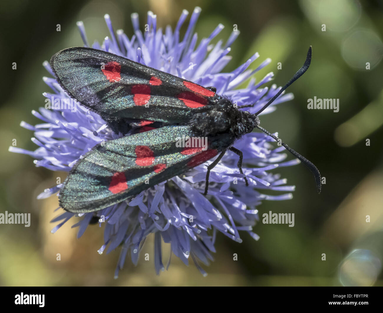 Zygaena Filipendulae 3 Stockfoto