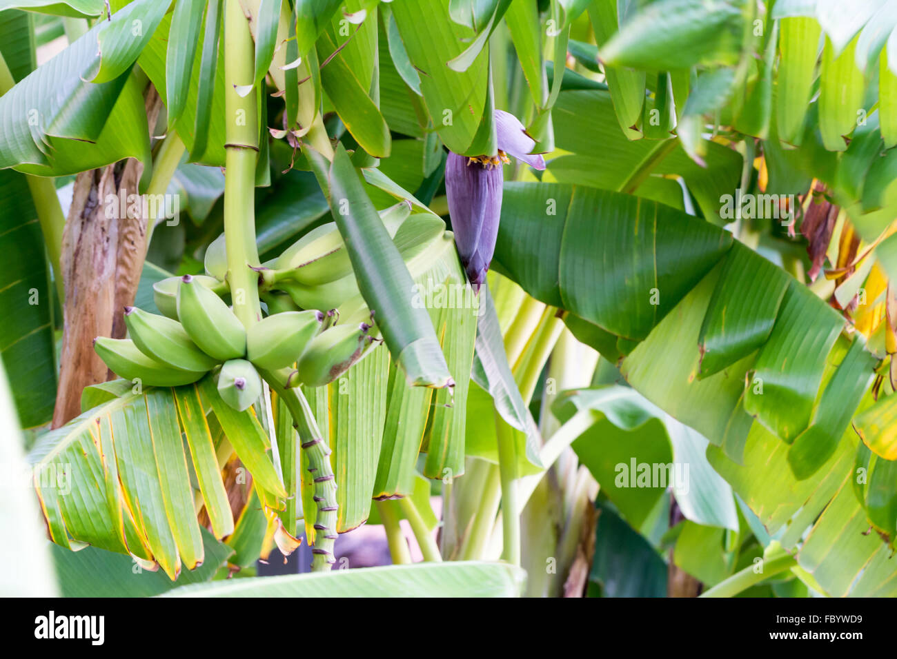 Bananenpflanze mit Blüte und Frucht Stockfotografie Alamy