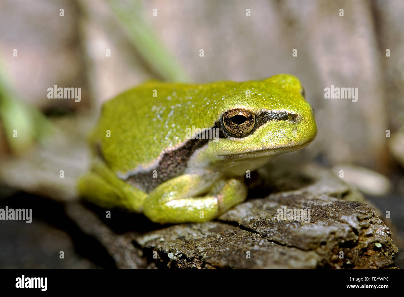 Europäischer Laubfrosch, Hyla arborea Stockfoto