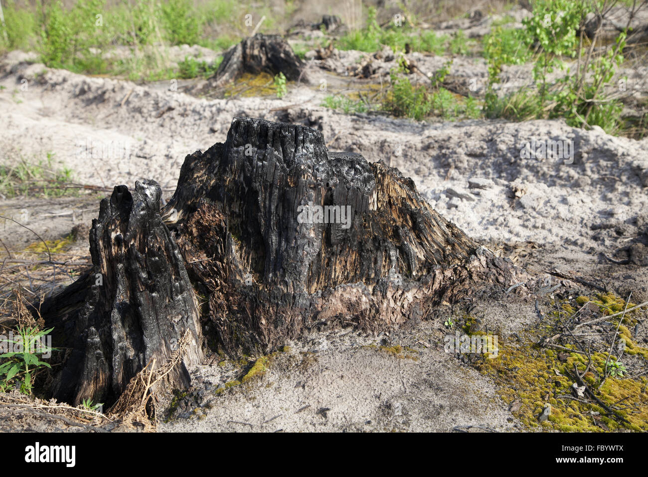 Verbrannte Baumstumpf nach einem Waldbrand Stockfoto