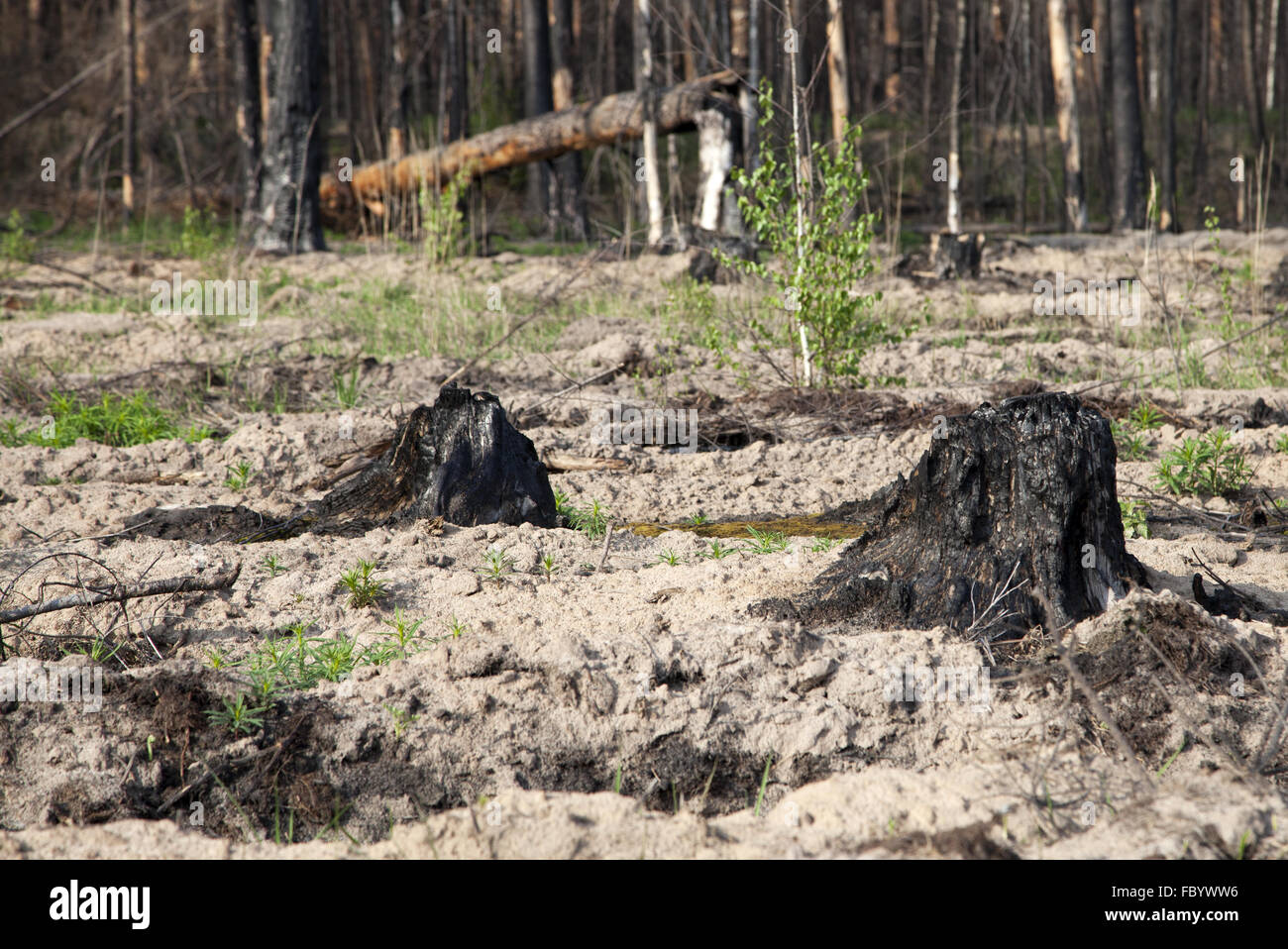 Verbrannten Baumstümpfe nach einem Waldbrand Stockfoto