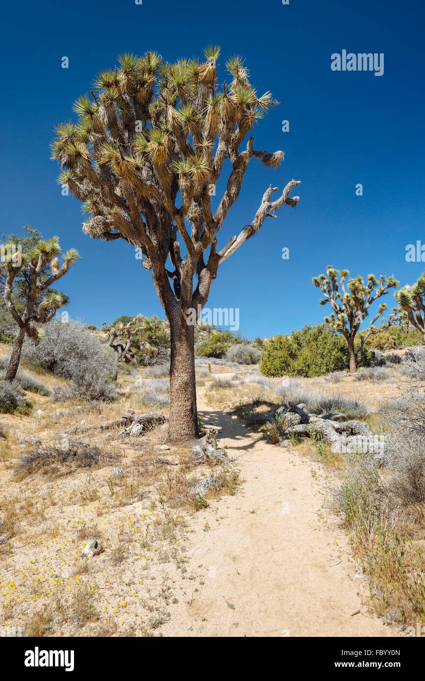 Wandern entlang des Weges zu Warren Gipfel im Joshua Tree Nationalpark, Kalifornien Stockfoto