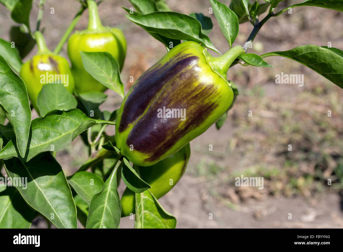 Paprika Stockfoto