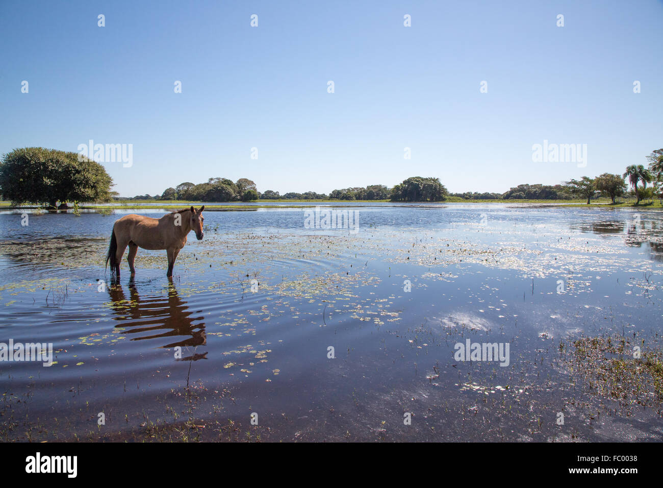 Pantanal-Landschaft mit Pferd Stockfoto