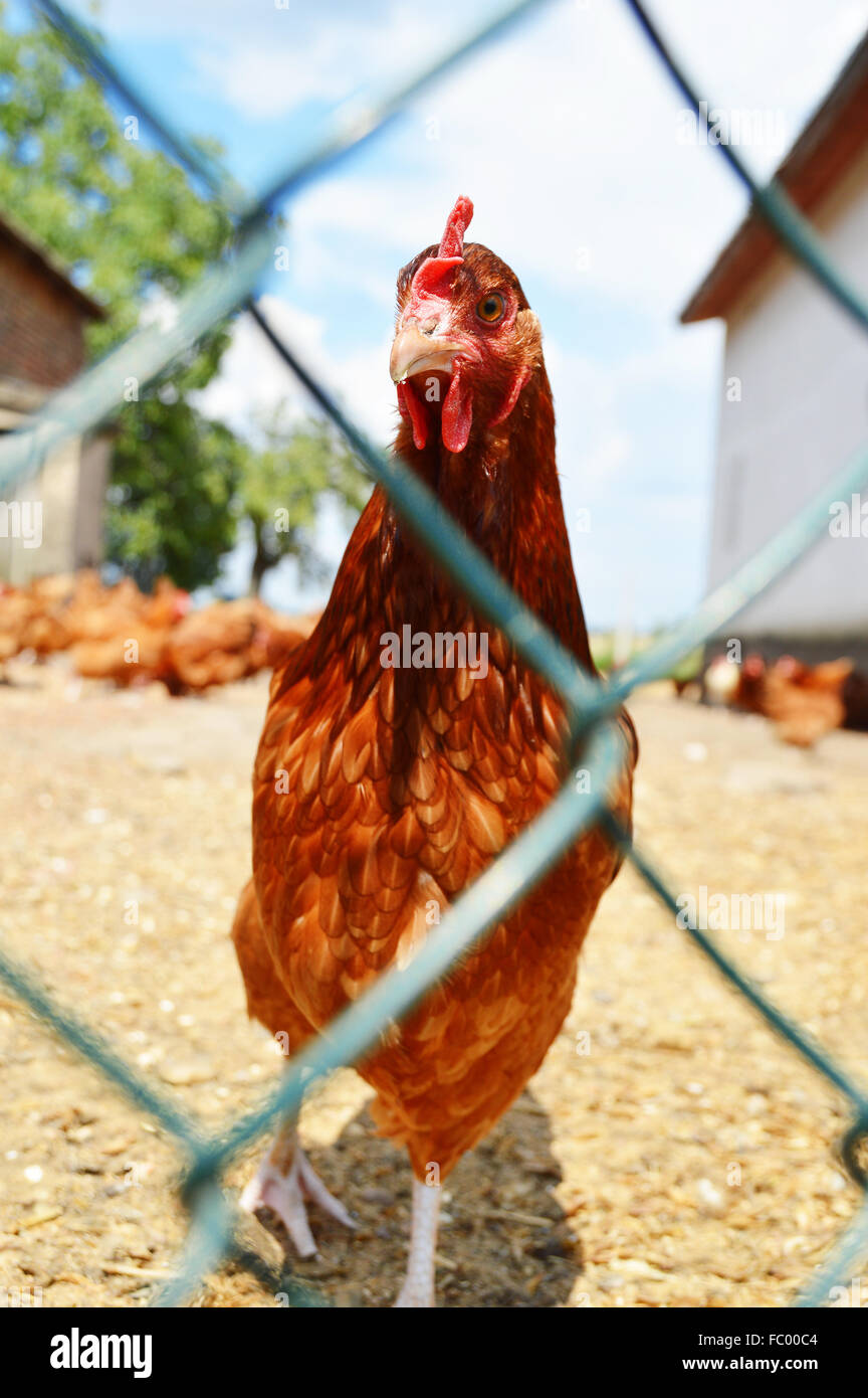Hühner hinter dem Zaun auf traditionelle Freilandhaltung Geflügelfarm Stockfotografie Alamy