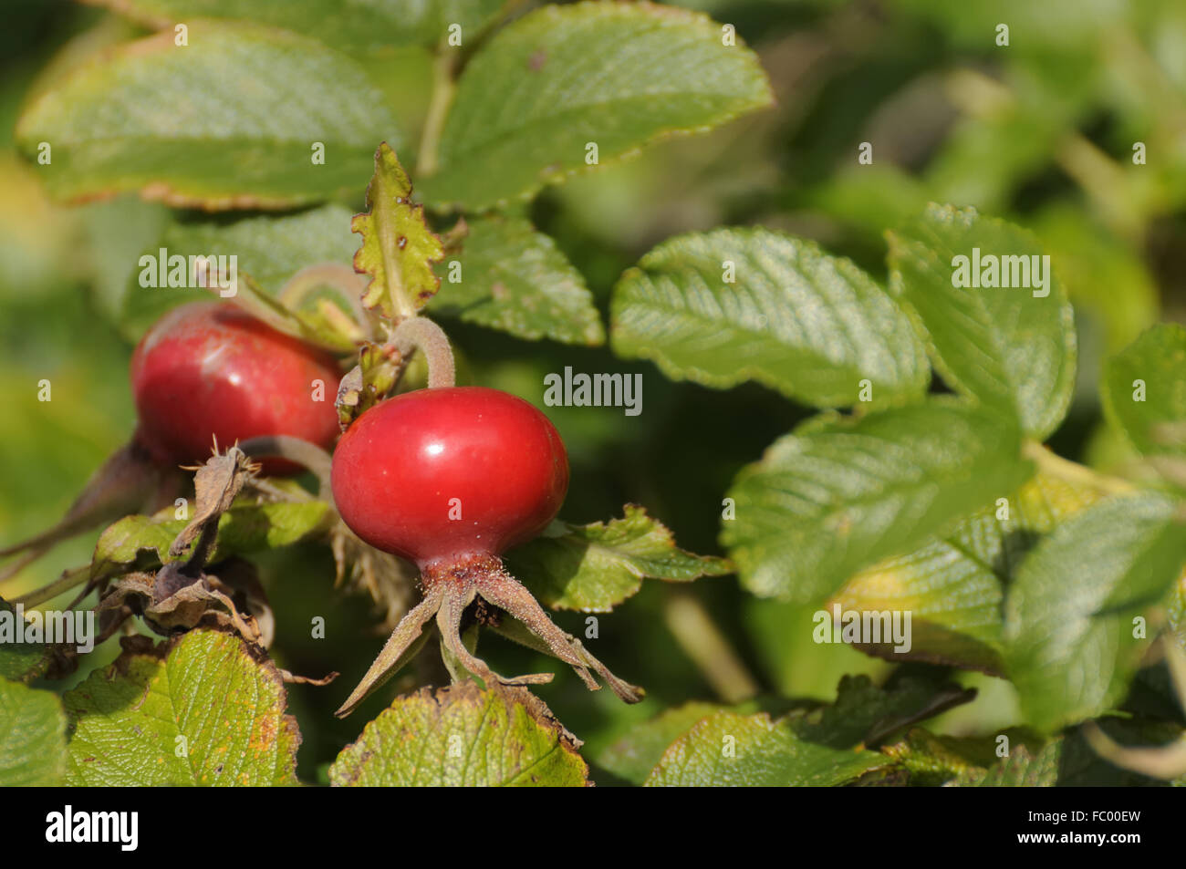 Hagebutten Stockfoto