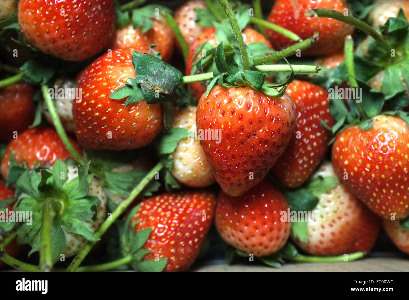 Frische Erdbeeren Stockfoto