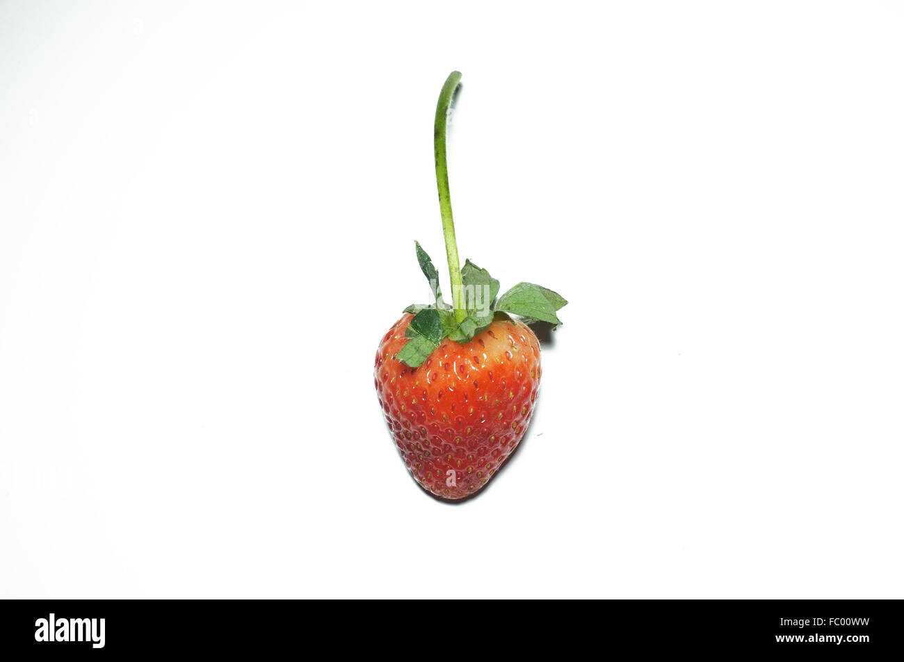 Frische Erdbeeren Stockfoto