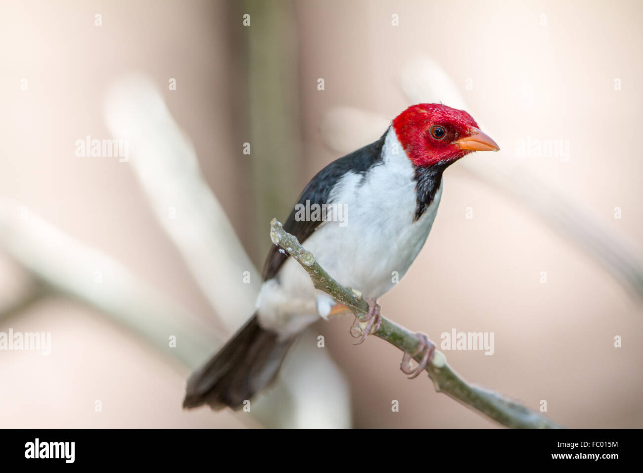 Gelb-billed Kardinal Stockfoto