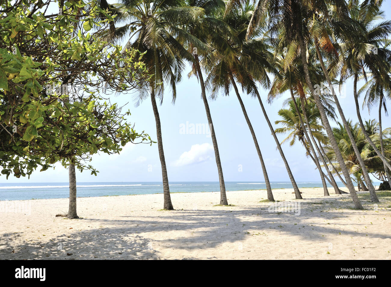 Verträumten Strand Palmen gesäumten Stockfoto