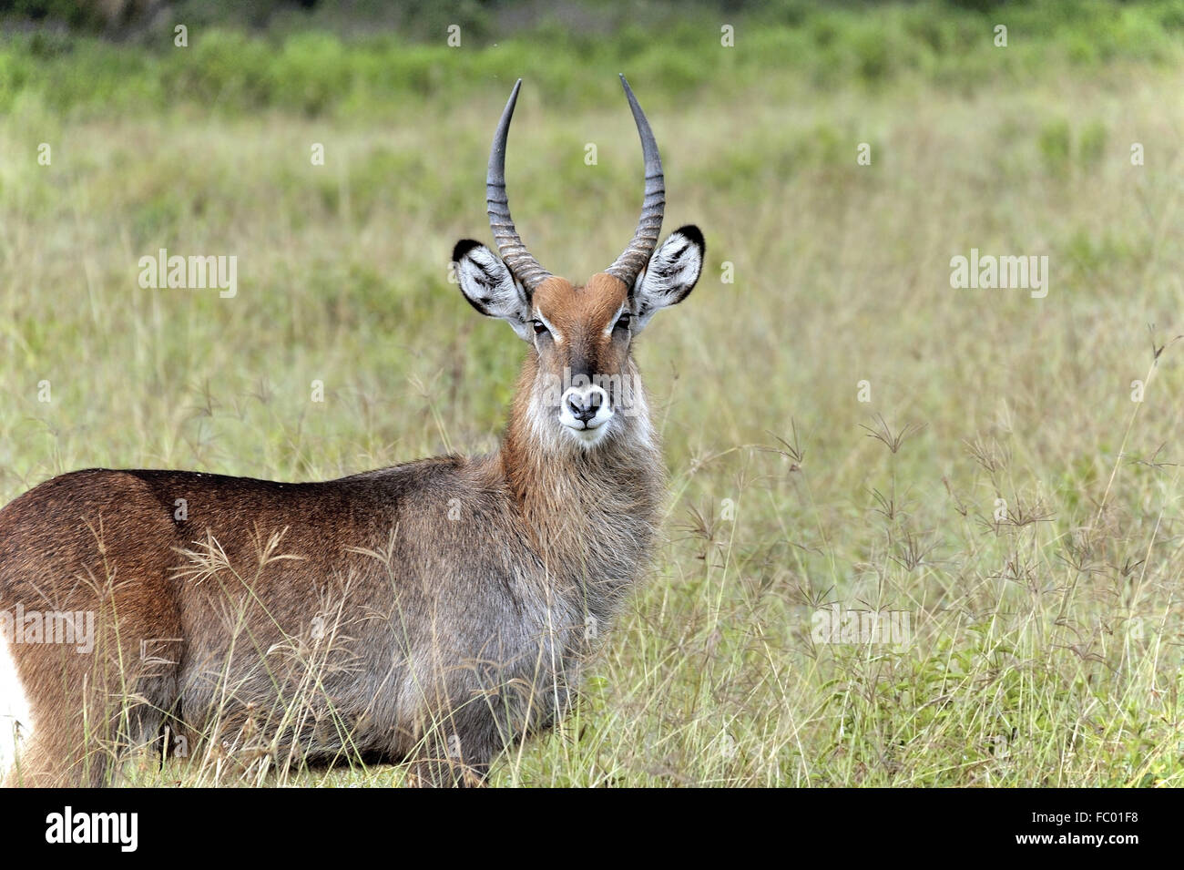 Antelope Wasserbock im Nakurusee Reserve Stockfoto