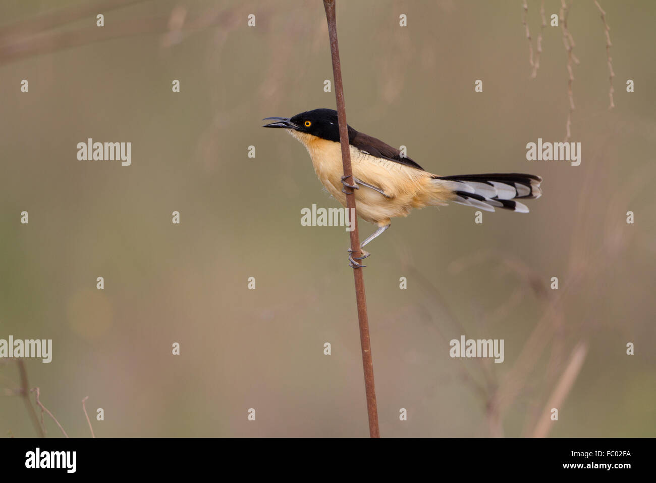 Schwarz-capped donacobius Stockfoto