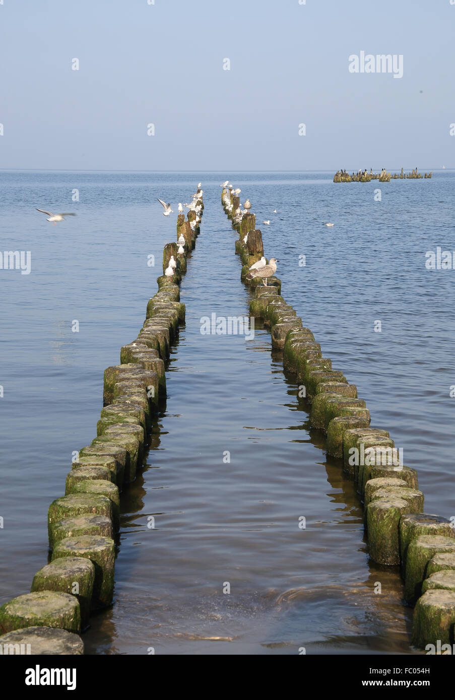 Hite Vögel Ath am Meer Stockfoto