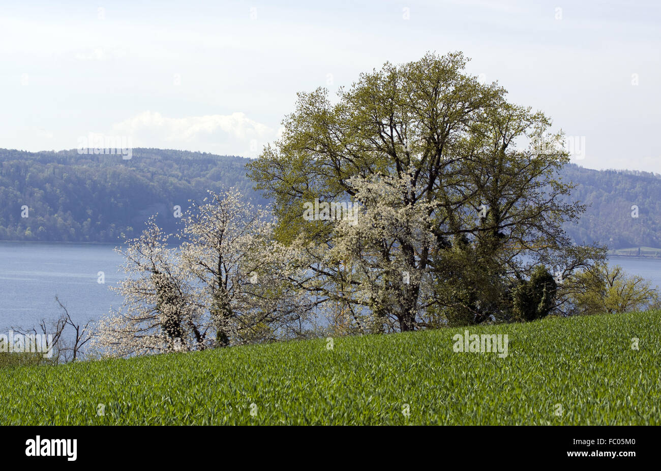 Mit Blick auf den Bodensee, ├ £berlingen Stockfoto