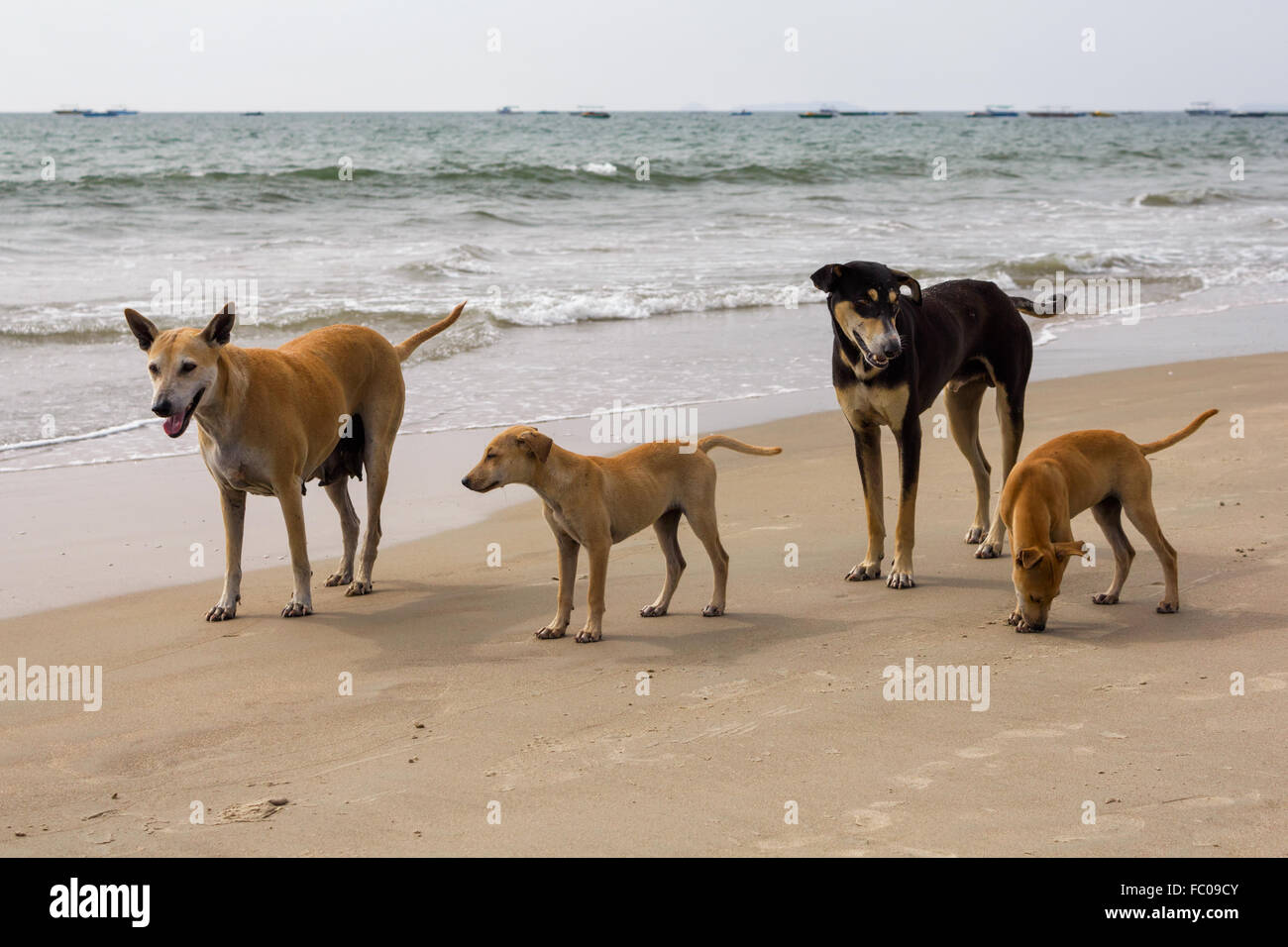 Hundefamilie am Strand, Goa, Indien Stockfoto