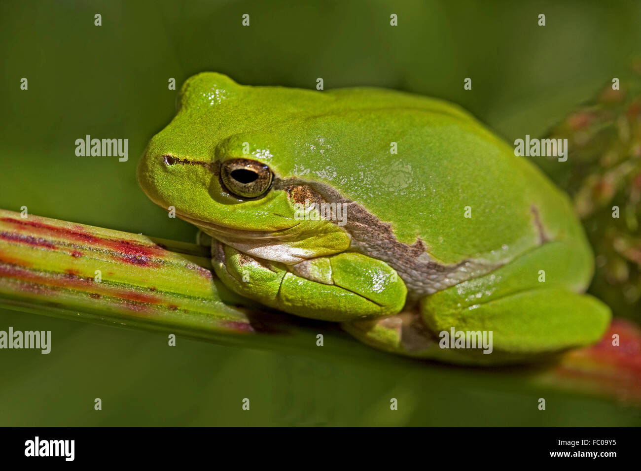 Europäischer Laubfrosch, Hyla arborea Stockfoto