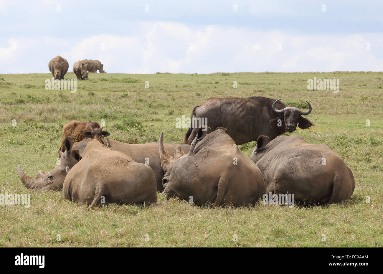 Nashörner und Büffel Stockfoto