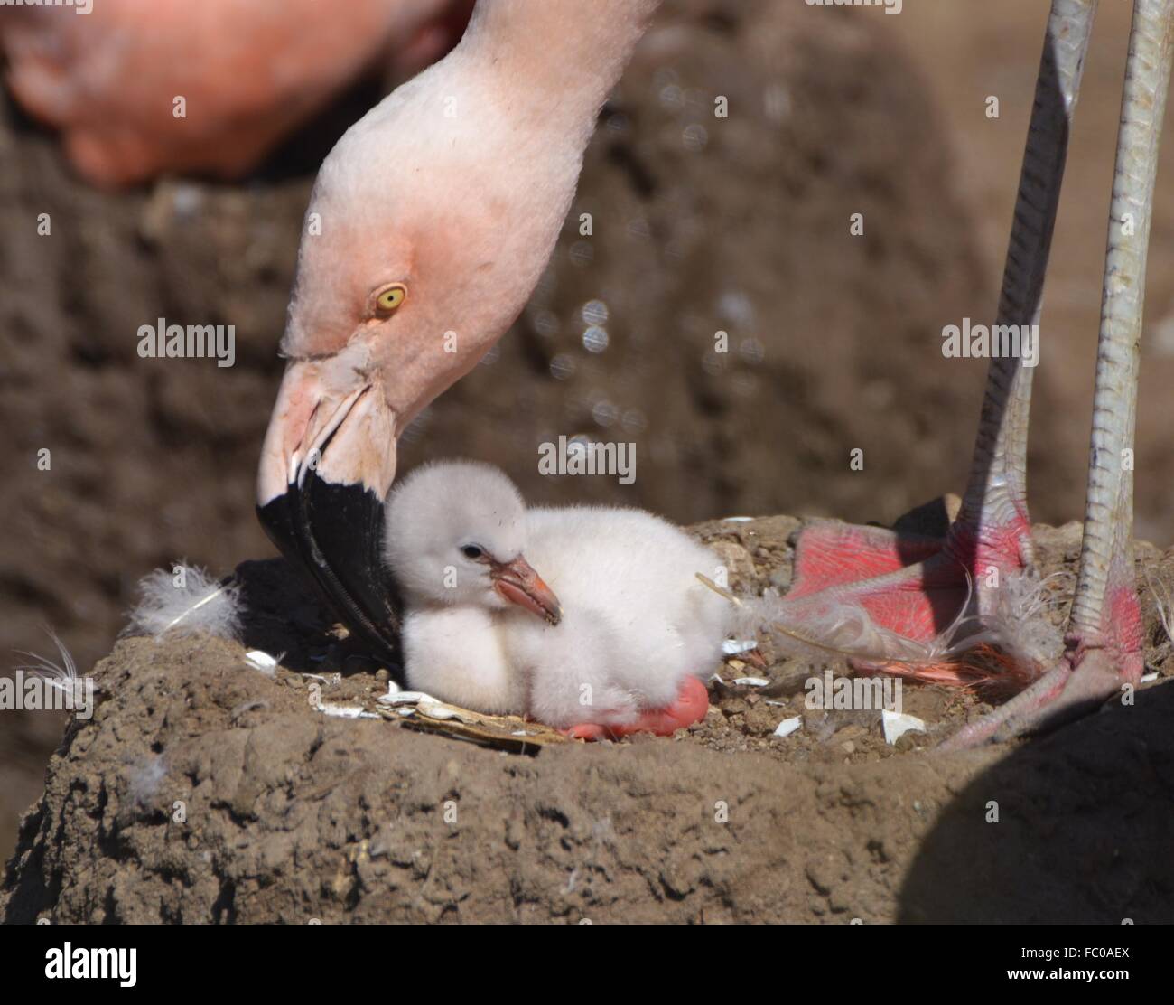 Ein Erwachsener Flamingo (Phoenicopterus Roseus) und Baby Flamingo in ihrem Nest. Stockfoto