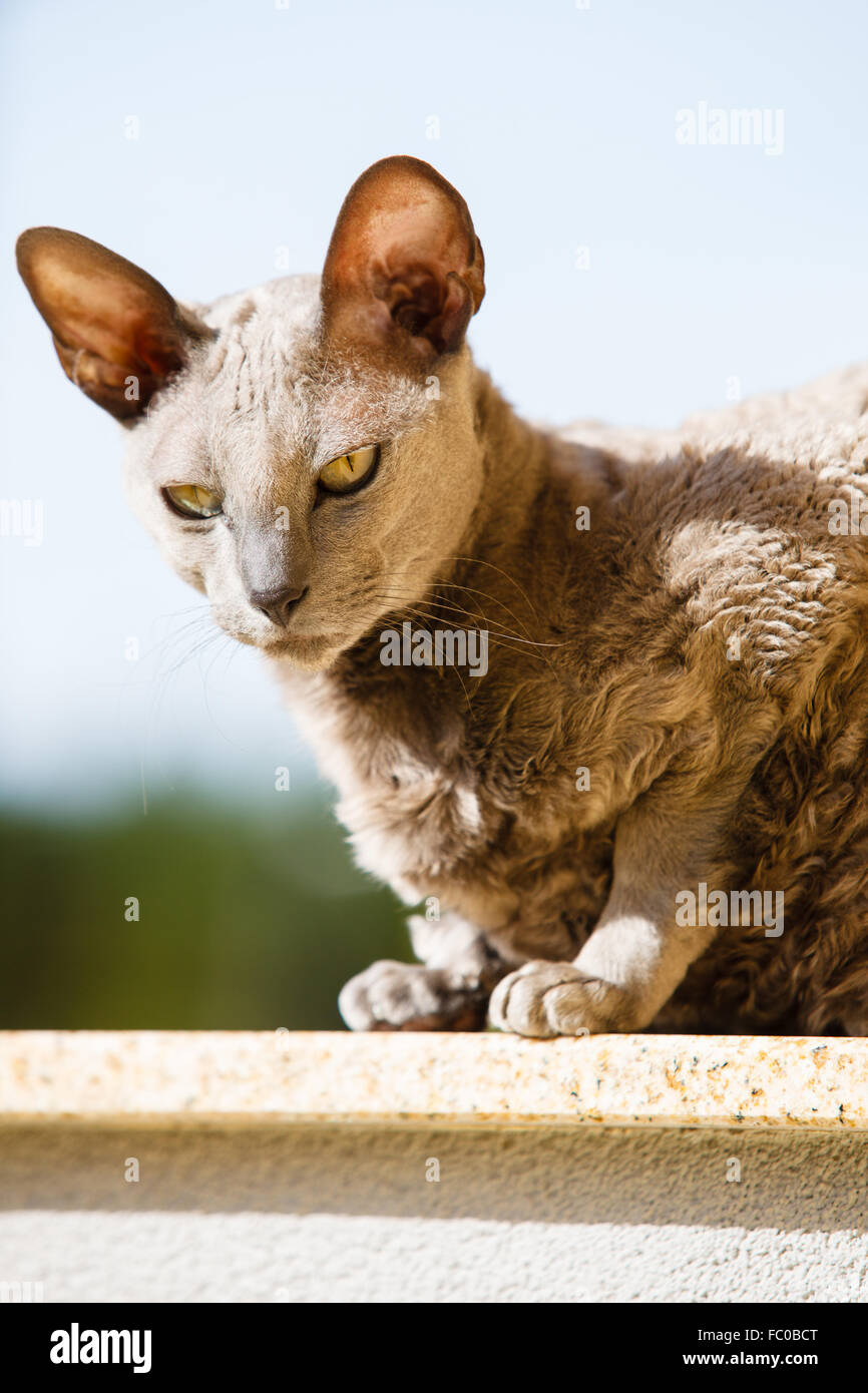 Tiere zu Hause. Ägyptische Mau Katze Stockfotografie - Alamy