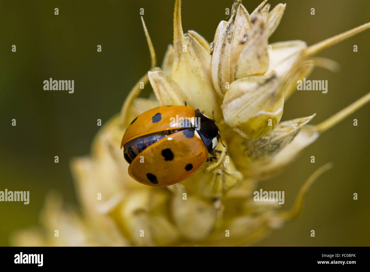 sieben-Punkt-Marienkäfer Stockfoto