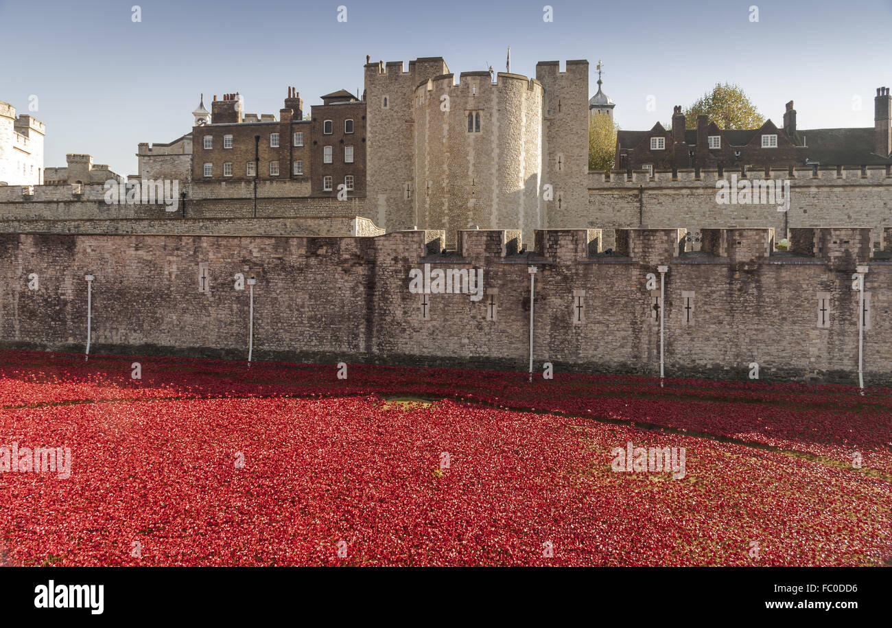 Mohn in den Tower of London Stockfoto