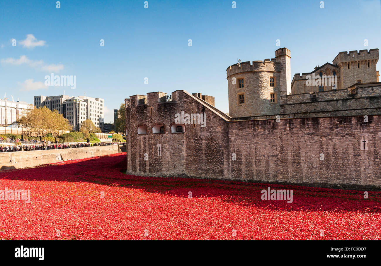 Mohn in den Tower of London Stockfoto