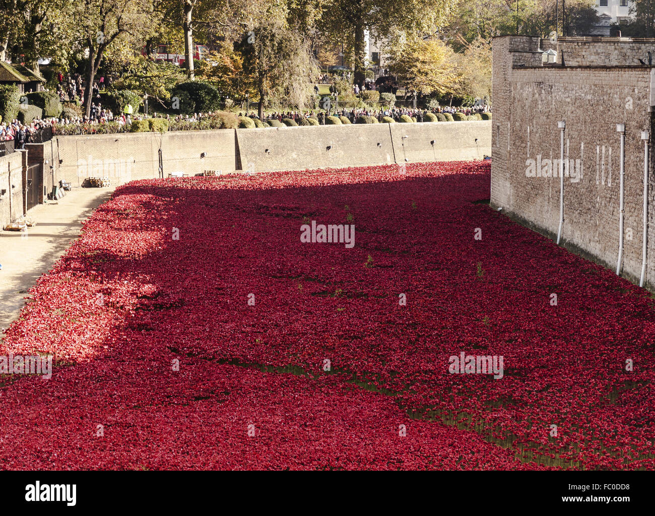 Mohn in den Tower of London Stockfoto