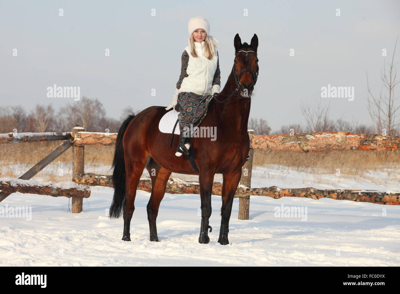 Pferdesport Reiten auf einem Feld im Winter, im Hintergrund eine Winterlandschaft Stockfoto
